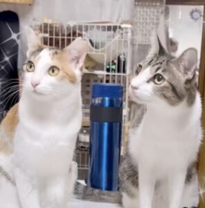 飼い猫たち❘キャットタワー